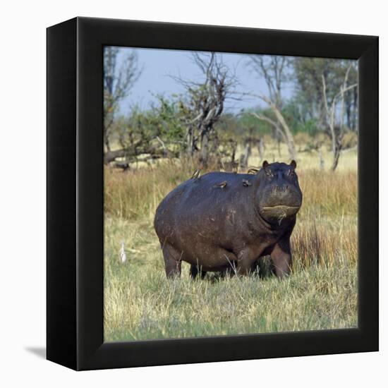 Hippo, with Red-Billed Oxpeckers (Tick Birds), Grazes, Okavango Swamp Edge, Moremi Wildlife Reserve-Nigel Pavitt-Framed Premier Image Canvas