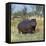 Hippo, with Red-Billed Oxpeckers (Tick Birds), Grazes, Okavango Swamp Edge, Moremi Wildlife Reserve-Nigel Pavitt-Framed Premier Image Canvas