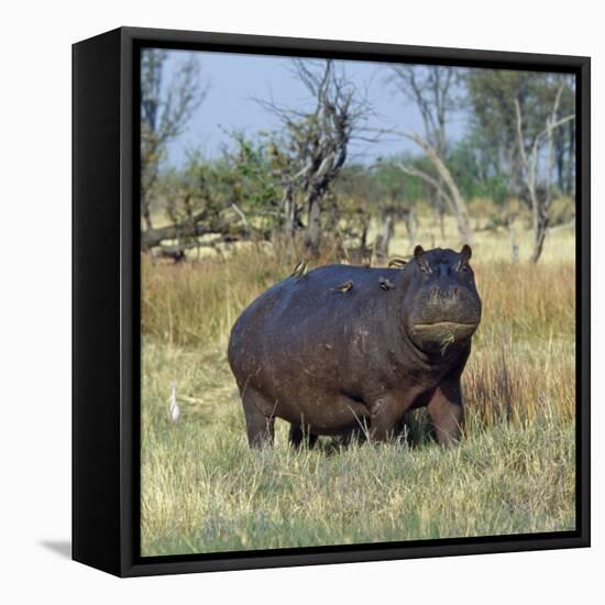 Hippo, with Red-Billed Oxpeckers (Tick Birds), Grazes, Okavango Swamp Edge, Moremi Wildlife Reserve-Nigel Pavitt-Framed Premier Image Canvas