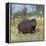 Hippo, with Red-Billed Oxpeckers (Tick Birds), Grazes, Okavango Swamp Edge, Moremi Wildlife Reserve-Nigel Pavitt-Framed Premier Image Canvas