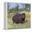 Hippo, with Red-Billed Oxpeckers (Tick Birds), Grazes, Okavango Swamp Edge, Moremi Wildlife Reserve-Nigel Pavitt-Framed Premier Image Canvas