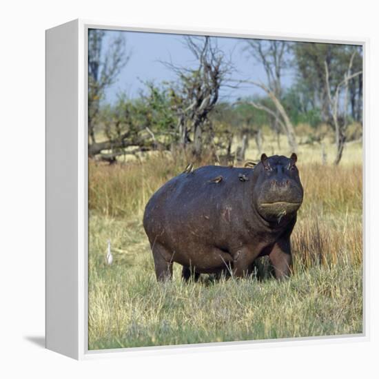 Hippo, with Red-Billed Oxpeckers (Tick Birds), Grazes, Okavango Swamp Edge, Moremi Wildlife Reserve-Nigel Pavitt-Framed Premier Image Canvas