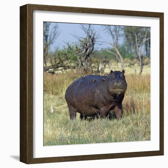 Hippo, with Red-Billed Oxpeckers (Tick Birds), Grazes, Okavango Swamp Edge, Moremi Wildlife Reserve-Nigel Pavitt-Framed Photographic Print