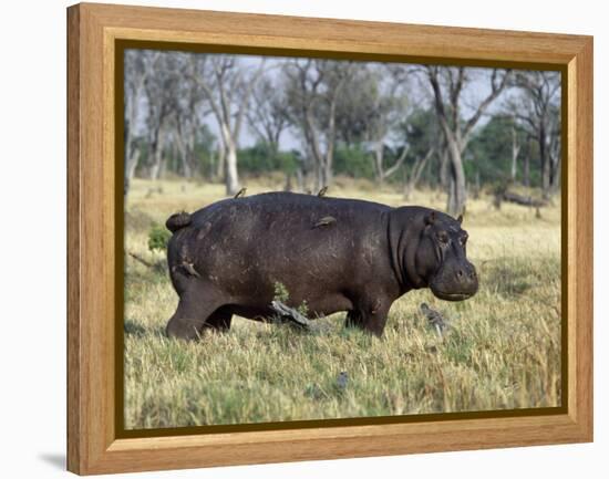 Hippo, with Red-Billed Oxpeckers (Tick Birds), Grazes, Okavango Swamp Edge, Moremi Wildlife Reserve-Nigel Pavitt-Framed Premier Image Canvas