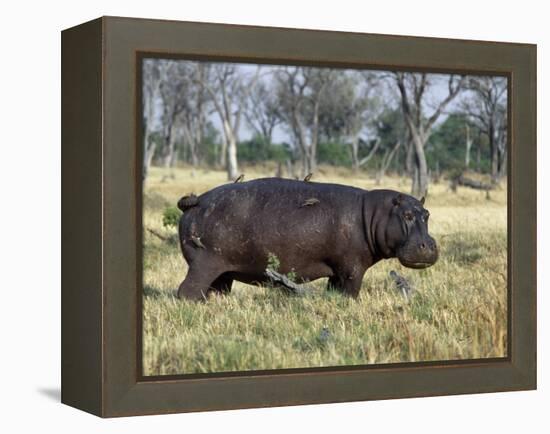 Hippo, with Red-Billed Oxpeckers (Tick Birds), Grazes, Okavango Swamp Edge, Moremi Wildlife Reserve-Nigel Pavitt-Framed Premier Image Canvas