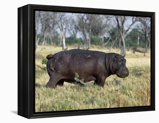 Hippo, with Red-Billed Oxpeckers (Tick Birds), Grazes, Okavango Swamp Edge, Moremi Wildlife Reserve-Nigel Pavitt-Framed Premier Image Canvas