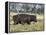 Hippo, with Red-Billed Oxpeckers (Tick Birds), Grazes, Okavango Swamp Edge, Moremi Wildlife Reserve-Nigel Pavitt-Framed Premier Image Canvas