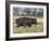 Hippo, with Red-Billed Oxpeckers (Tick Birds), Grazes, Okavango Swamp Edge, Moremi Wildlife Reserve-Nigel Pavitt-Framed Photographic Print