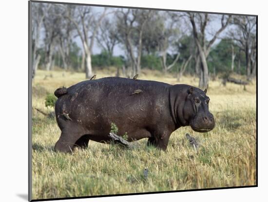 Hippo, with Red-Billed Oxpeckers (Tick Birds), Grazes, Okavango Swamp Edge, Moremi Wildlife Reserve-Nigel Pavitt-Mounted Photographic Print