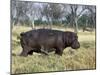 Hippo, with Red-Billed Oxpeckers (Tick Birds), Grazes, Okavango Swamp Edge, Moremi Wildlife Reserve-Nigel Pavitt-Mounted Photographic Print