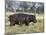 Hippo, with Red-Billed Oxpeckers (Tick Birds), Grazes, Okavango Swamp Edge, Moremi Wildlife Reserve-Nigel Pavitt-Mounted Photographic Print