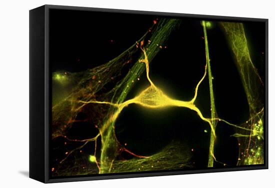 Hippocampal Neuron Fluorescent Micrograph-Robert Mcneil-Framed Premier Image Canvas