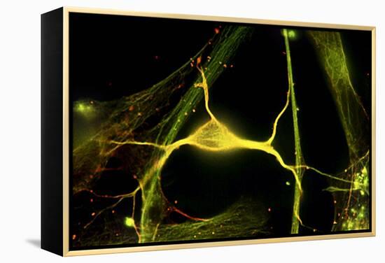Hippocampal Neuron Fluorescent Micrograph-Robert Mcneil-Framed Premier Image Canvas