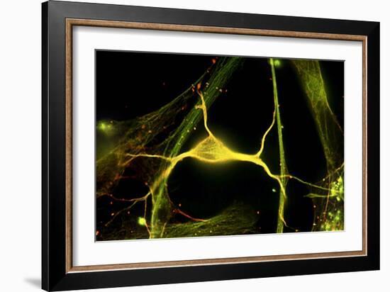 Hippocampal Neuron Fluorescent Micrograph-Robert Mcneil-Framed Photographic Print