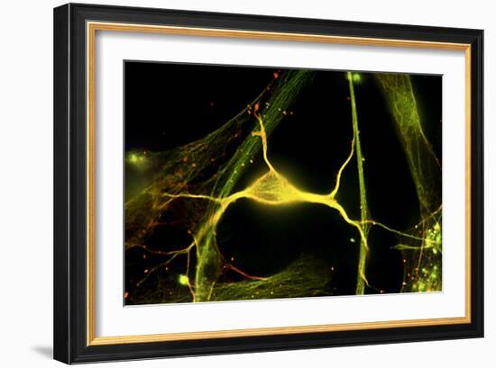 Hippocampal Neuron Fluorescent Micrograph-Robert Mcneil-Framed Photographic Print