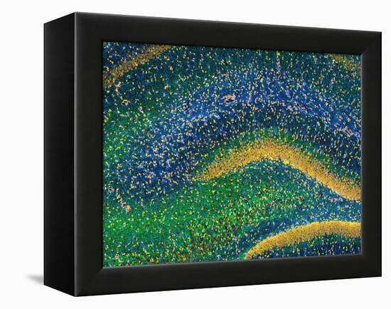 Hippocampus Brain Tissue-Thomas Deerinck-Framed Premier Image Canvas