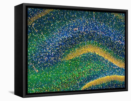 Hippocampus Brain Tissue-Thomas Deerinck-Framed Premier Image Canvas