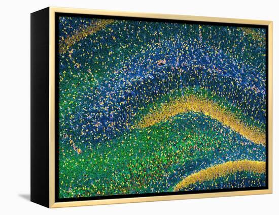 Hippocampus Brain Tissue-Thomas Deerinck-Framed Premier Image Canvas