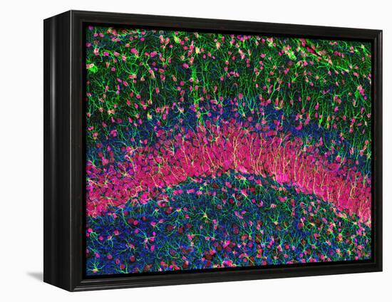 Hippocampus Brain Tissue-Thomas Deerinck-Framed Premier Image Canvas