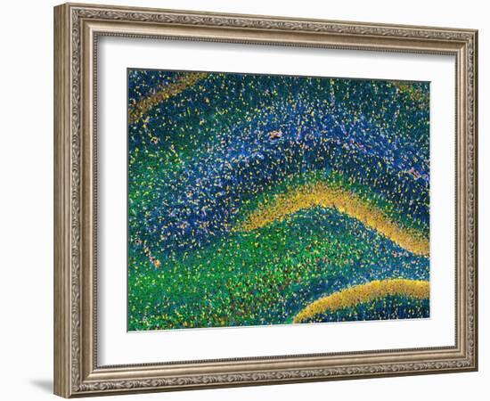 Hippocampus Brain Tissue-Thomas Deerinck-Framed Photographic Print