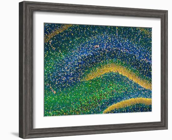 Hippocampus Brain Tissue-Thomas Deerinck-Framed Photographic Print