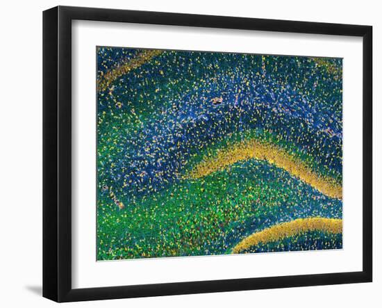 Hippocampus Brain Tissue-Thomas Deerinck-Framed Photographic Print