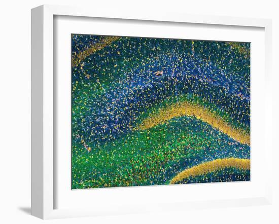 Hippocampus Brain Tissue-Thomas Deerinck-Framed Photographic Print