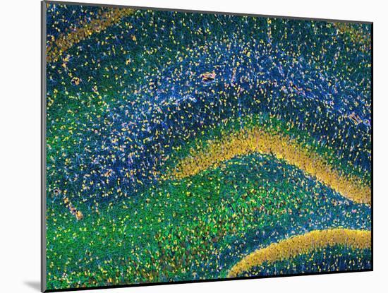 Hippocampus Brain Tissue-Thomas Deerinck-Mounted Photographic Print