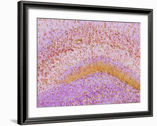 Hippocampus Brain Tissue-Thomas Deerinck-Framed Photographic Print