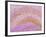 Hippocampus Brain Tissue-Thomas Deerinck-Framed Photographic Print