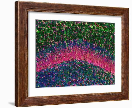 Hippocampus Brain Tissue-Thomas Deerinck-Framed Photographic Print