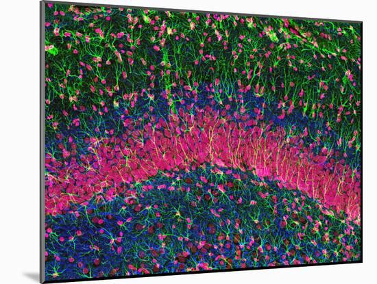 Hippocampus Brain Tissue-Thomas Deerinck-Mounted Photographic Print