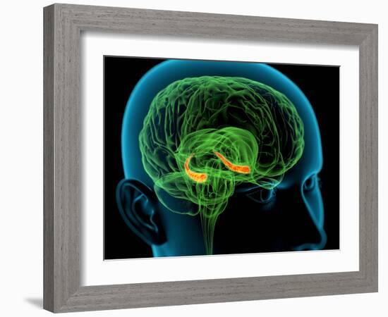 Hippocampus In the Brain, Artwork-Roger Harris-Framed Photographic Print