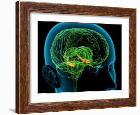 Hippocampus In the Brain, Artwork-Roger Harris-Framed Photographic Print