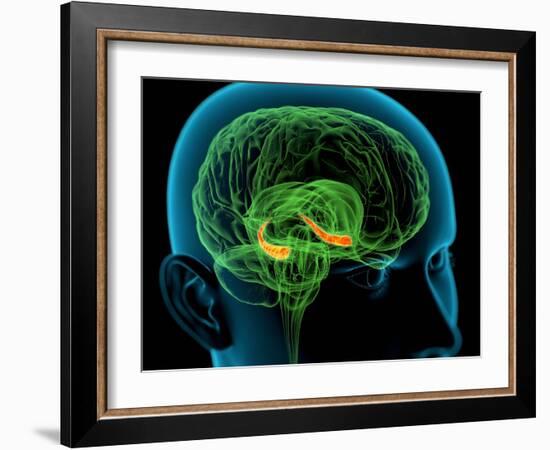 Hippocampus In the Brain, Artwork-Roger Harris-Framed Photographic Print