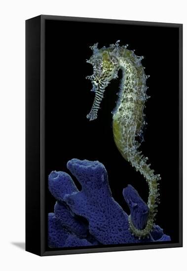 Hippocampus Kuda (Common Seahorse, Estuary Seahorse, Yellow Seahorse, Spotted Seahorse)-Paul Starosta-Framed Premier Image Canvas