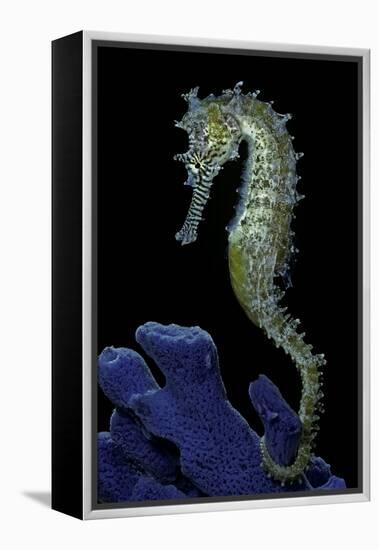 Hippocampus Kuda (Common Seahorse, Estuary Seahorse, Yellow Seahorse, Spotted Seahorse)-Paul Starosta-Framed Premier Image Canvas