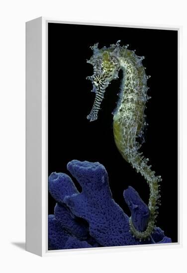 Hippocampus Kuda (Common Seahorse, Estuary Seahorse, Yellow Seahorse, Spotted Seahorse)-Paul Starosta-Framed Premier Image Canvas