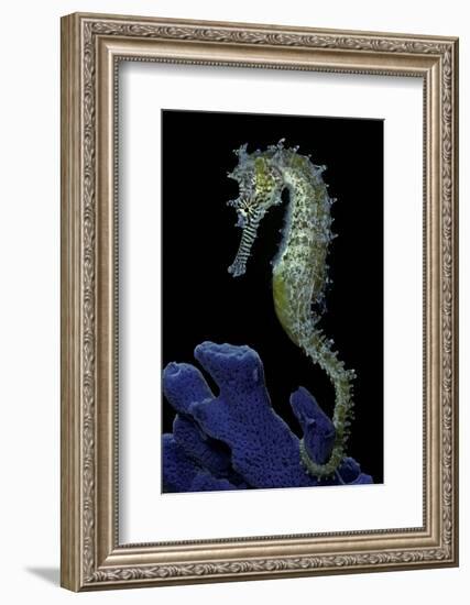 Hippocampus Kuda (Common Seahorse, Estuary Seahorse, Yellow Seahorse, Spotted Seahorse)-Paul Starosta-Framed Premium Photographic Print