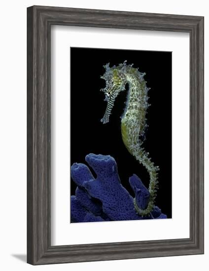 Hippocampus Kuda (Common Seahorse, Estuary Seahorse, Yellow Seahorse, Spotted Seahorse)-Paul Starosta-Framed Photographic Print