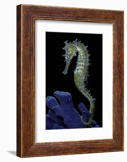 Hippocampus Kuda (Common Seahorse, Estuary Seahorse, Yellow Seahorse, Spotted Seahorse)-Paul Starosta-Framed Photographic Print