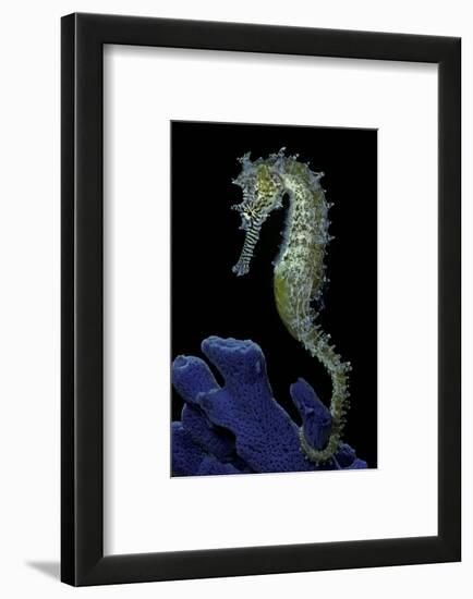 Hippocampus Kuda (Common Seahorse, Estuary Seahorse, Yellow Seahorse, Spotted Seahorse)-Paul Starosta-Framed Photographic Print