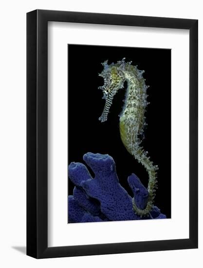 Hippocampus Kuda (Common Seahorse, Estuary Seahorse, Yellow Seahorse, Spotted Seahorse)-Paul Starosta-Framed Photographic Print