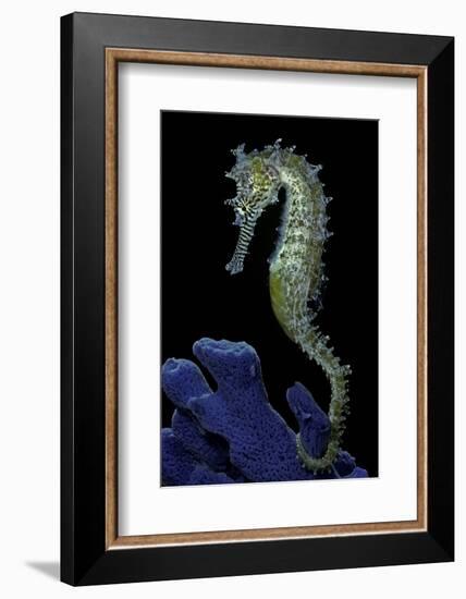 Hippocampus Kuda (Common Seahorse, Estuary Seahorse, Yellow Seahorse, Spotted Seahorse)-Paul Starosta-Framed Photographic Print