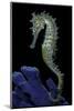 Hippocampus Kuda (Common Seahorse, Estuary Seahorse, Yellow Seahorse, Spotted Seahorse)-Paul Starosta-Mounted Photographic Print