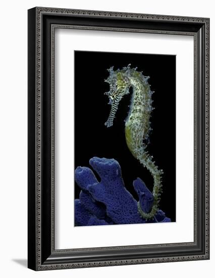 Hippocampus Kuda (Common Seahorse, Estuary Seahorse, Yellow Seahorse, Spotted Seahorse)-Paul Starosta-Framed Photographic Print