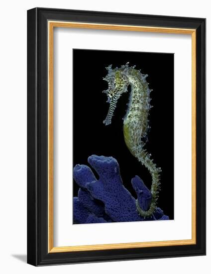 Hippocampus Kuda (Common Seahorse, Estuary Seahorse, Yellow Seahorse, Spotted Seahorse)-Paul Starosta-Framed Photographic Print