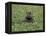 Hippopatamus in Water, Kenya, East Africa, Africa-James Gritz-Framed Premier Image Canvas