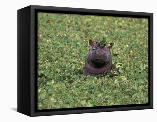 Hippopatamus in Water, Kenya, East Africa, Africa-James Gritz-Framed Premier Image Canvas