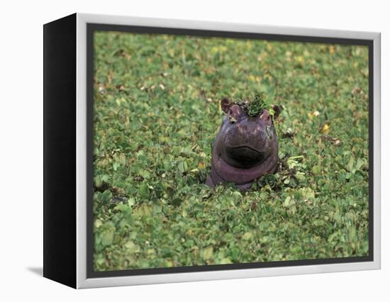 Hippopatamus in Water, Kenya, East Africa, Africa-James Gritz-Framed Premier Image Canvas